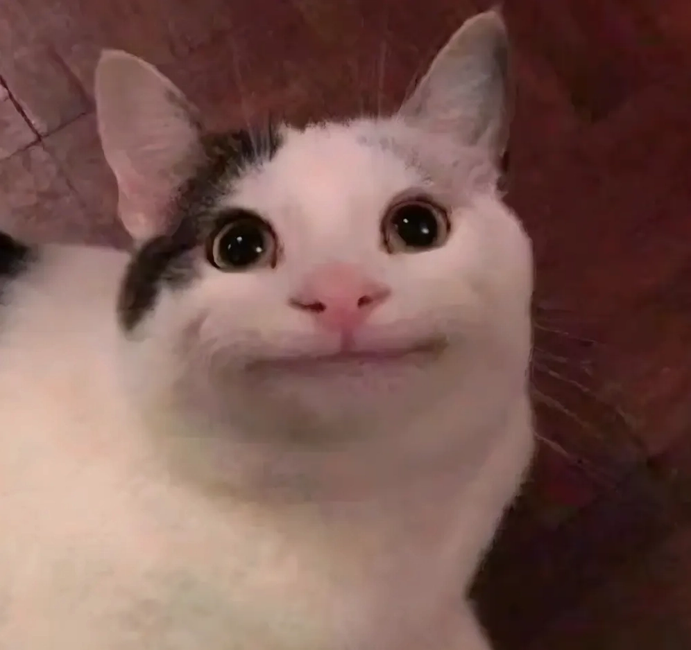 750+ Avatar Meme Mèo Bựa Hài Hước Cho Mạng Xã Hội 2026