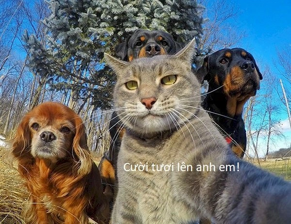Ảnh bựa chó mèo siêu lầy lội với nhiều khoảnh khắc hài hước