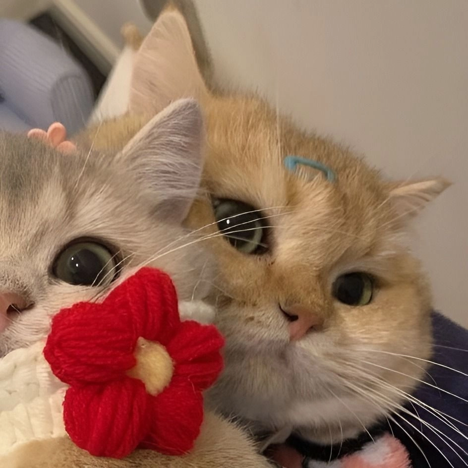 Avatar vô tri mèo cute khiến ai cũng yêu thích