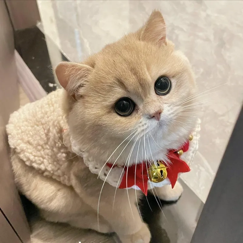 Biểu cảm siêu cool với avatar mèo cute ngầu