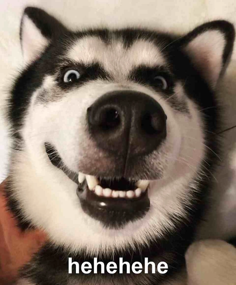 Chó meme hài cười đau bụng với loạt biểu cảm mặn mà