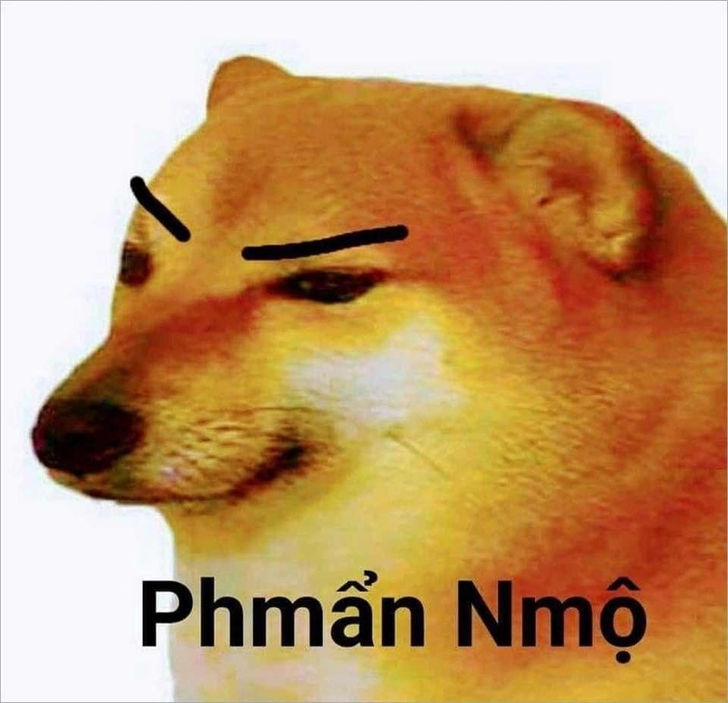 Chú chó cheems đáng yêu nhưng độ bựa thì không ai sánh bằng