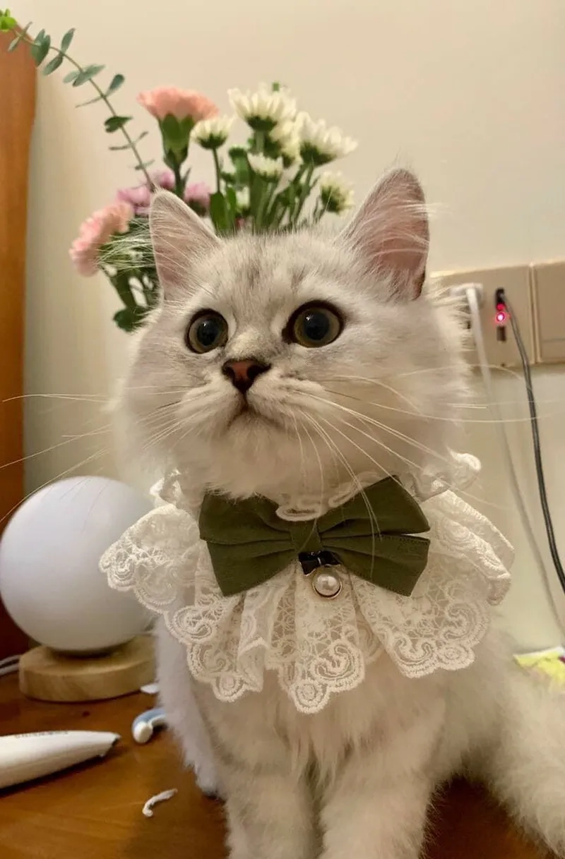 Đáng yêu hết nấc với avatar mèo cute đáng yêu