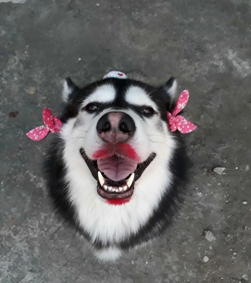 Hình ảnh con chó cute với biểu cảm vô tri độc đáo