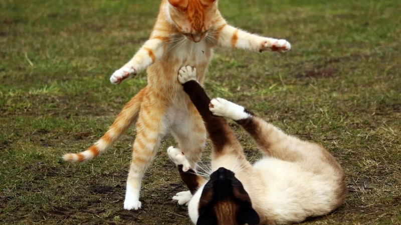 Hình con mèo bựa với nét mặt 