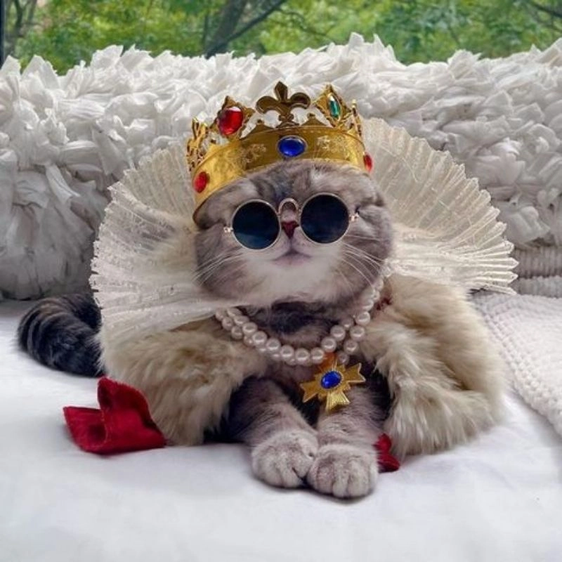 Hình con mèo cute vô tri với biểu cảm cực cool