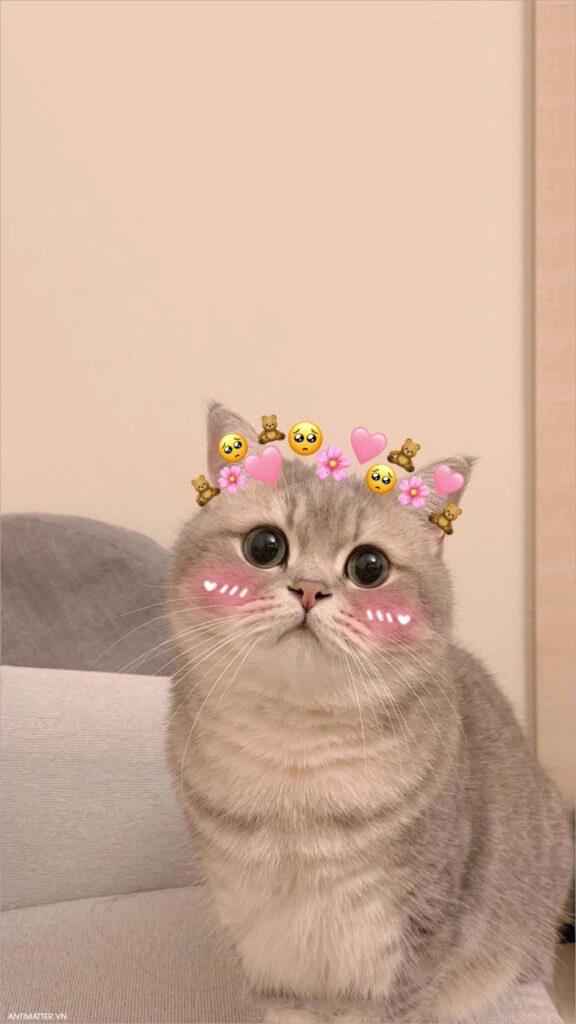 Hình meme mèo cute phù hợp để làm avatar siêu xinh