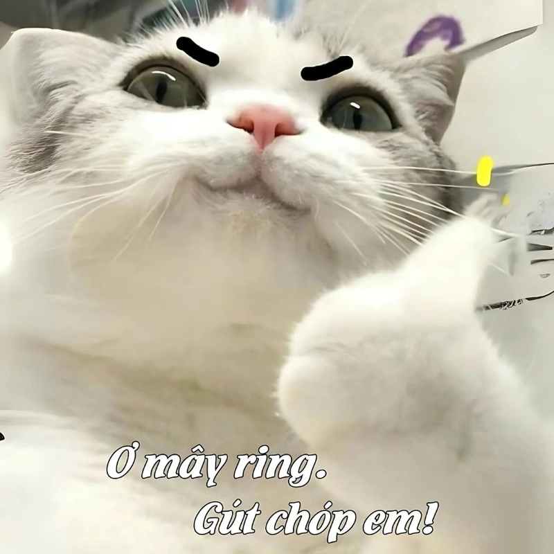 Hình mèo chế cute vừa dễ thương vừa không nhịn được cười