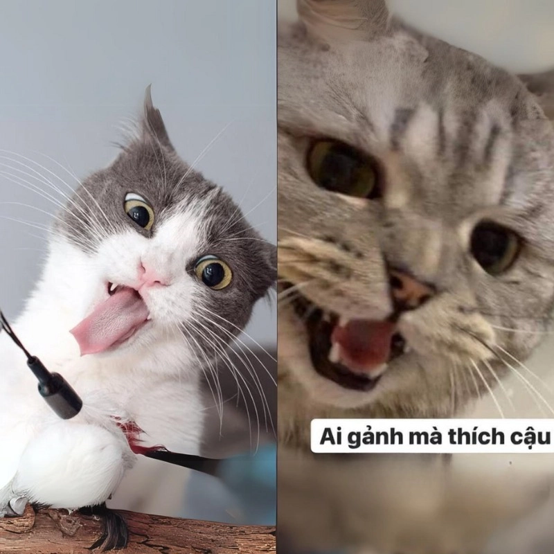 Hình mèo cute bựa đầy đáng yêu nhưng cũng rất 