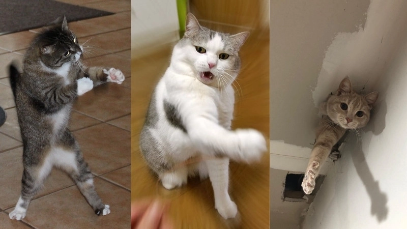 Hình mèo cute bựa vừa dễ thương vừa không kém phần bá đạo