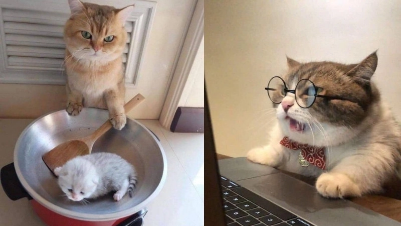 Hình mèo hài bựa khiến ai nhìn cũng phải phì cười