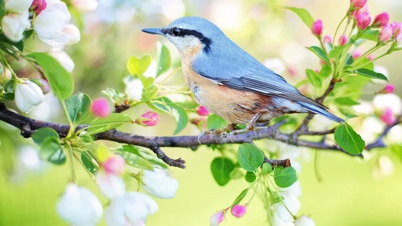 Hình nền con vật ngộ nghĩnh, khiến bạn thích thú mỗi lần nhìn thấy