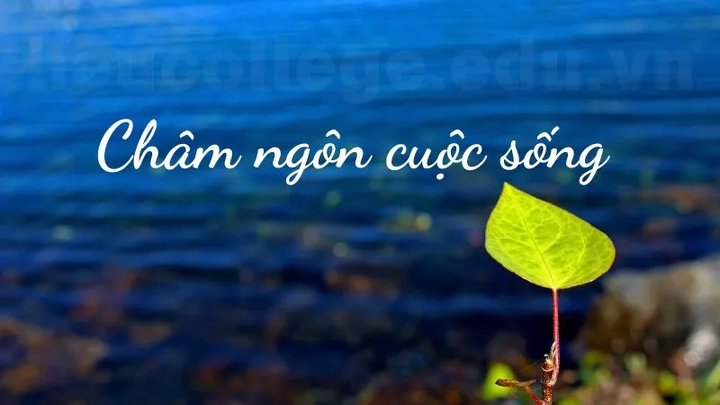 Liên hệ