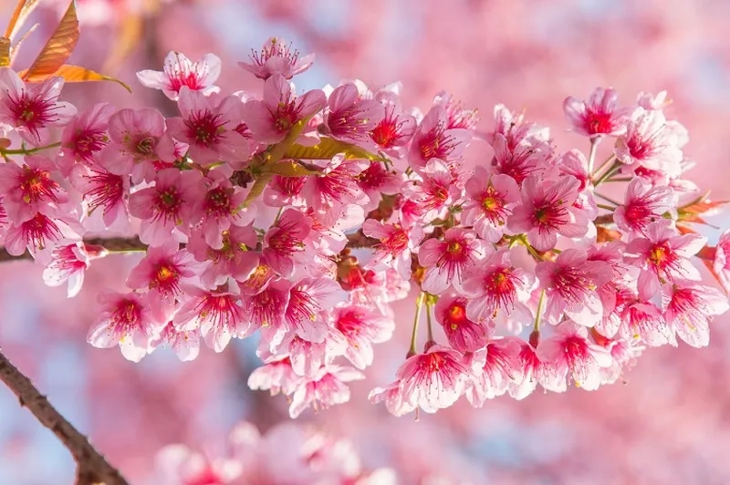 Mãn nhãn với bộ ảnh hoa đẹp tự nhiên, tràn đầy sức sống