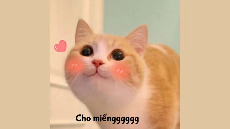 Meme ảnh mèo cute giúp bạn giải trí mỗi ngày