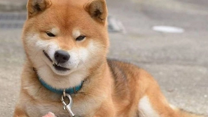 Meme chó hài hước khiến bạn cười xỉu với loạt ảnh siêu lố