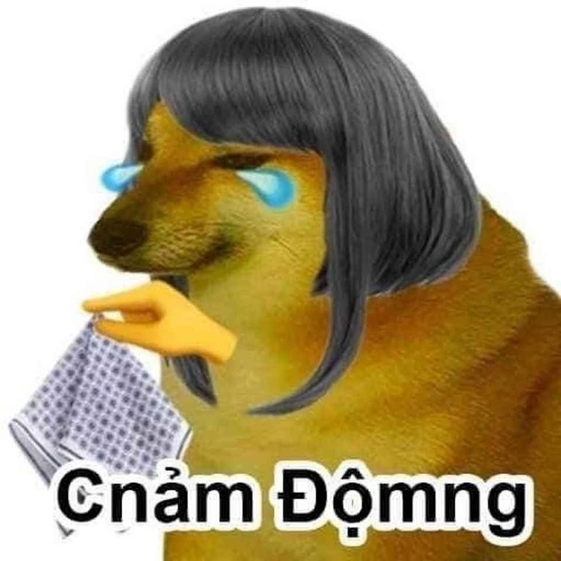 Meme chó khóc khiến ai xem cũng cười ra nước mắt