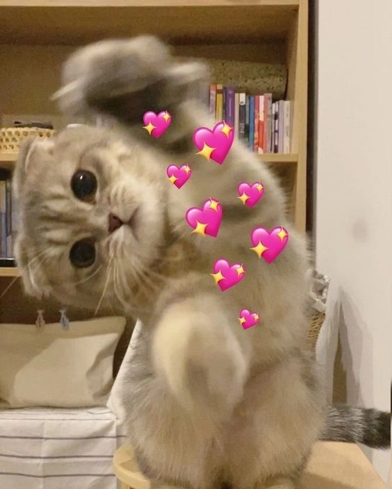 Meme cute mèo đầy màu sắc và đáng yêu vô đối