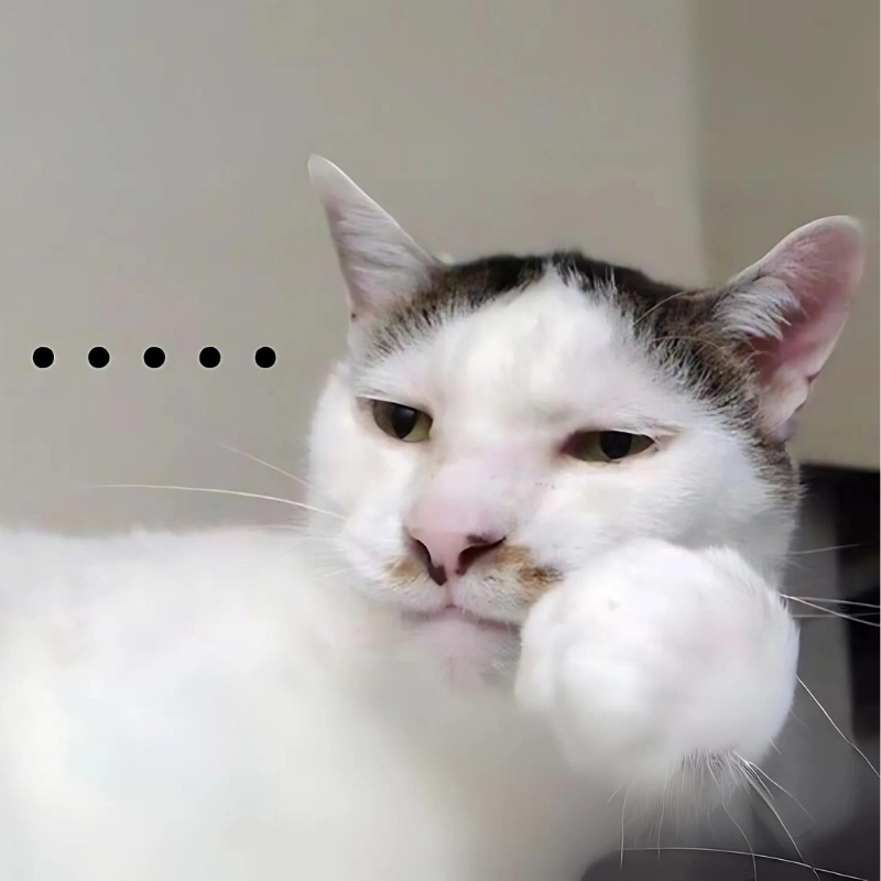 Meme mèo hài siêu bựa với loạt biểu cảm cực mặn mà