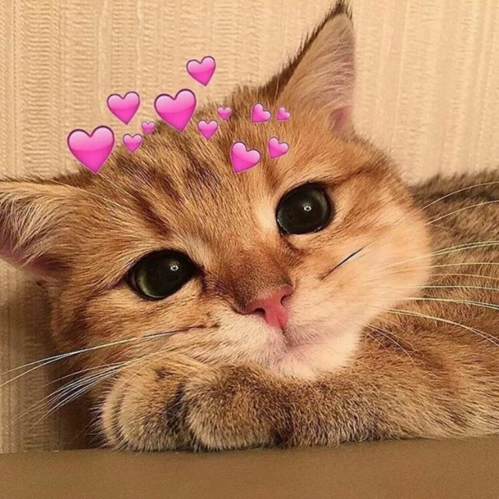 Mèo cute meme dễ thương nhưng không kém phần lém lỉnh