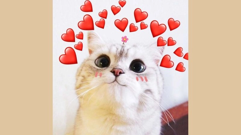 Mèo hài hước cute khiến ai cũng phải thả tim ngay
