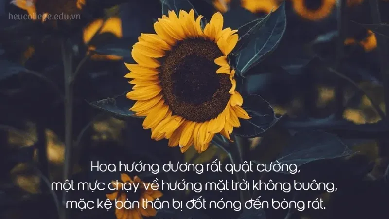 Những câu caption hay về hoa để làm nổi bật những bức ảnh của bạn 3