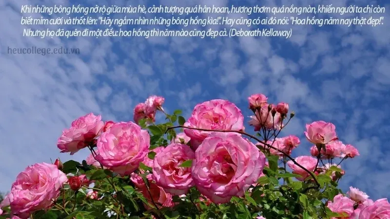Những câu caption hay về hoa để làm nổi bật những bức ảnh của bạn 7
