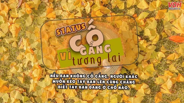 Những câu nói hài hước về sự cố gắng khiến bạn bật cười