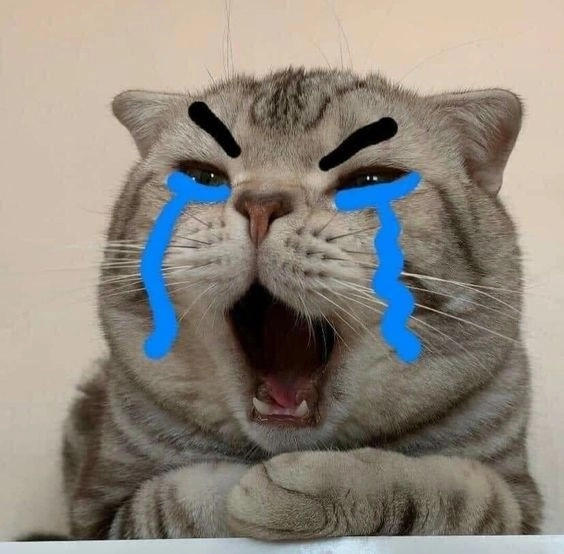 Tải ảnh mèo cute vô tri với phong cách siêu hài hước