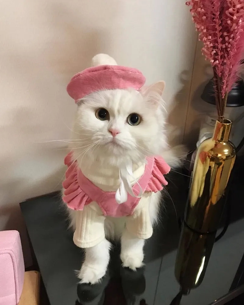 Thích mèo vô tri? Hãy chọn avatar mèo cute vô tri ngay