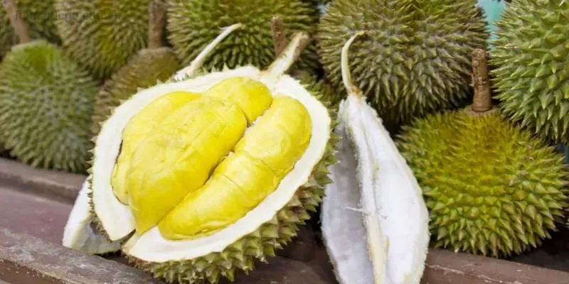 Tuyển tập caption hay về sầu riêng cho những tín đồ yêu thích trái cây 2