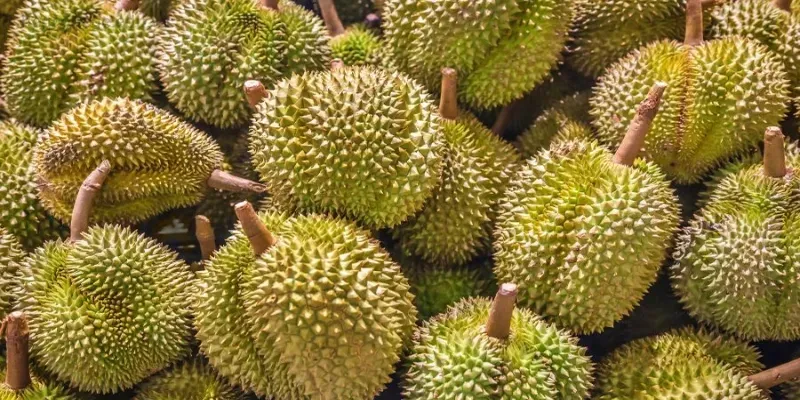 Tuyển tập caption hay về sầu riêng cho những tín đồ yêu thích trái cây 4