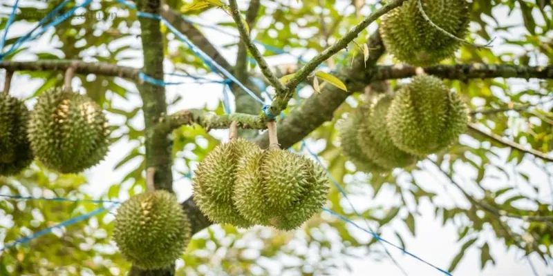 Tuyển tập caption hay về sầu riêng cho những tín đồ yêu thích trái cây 5